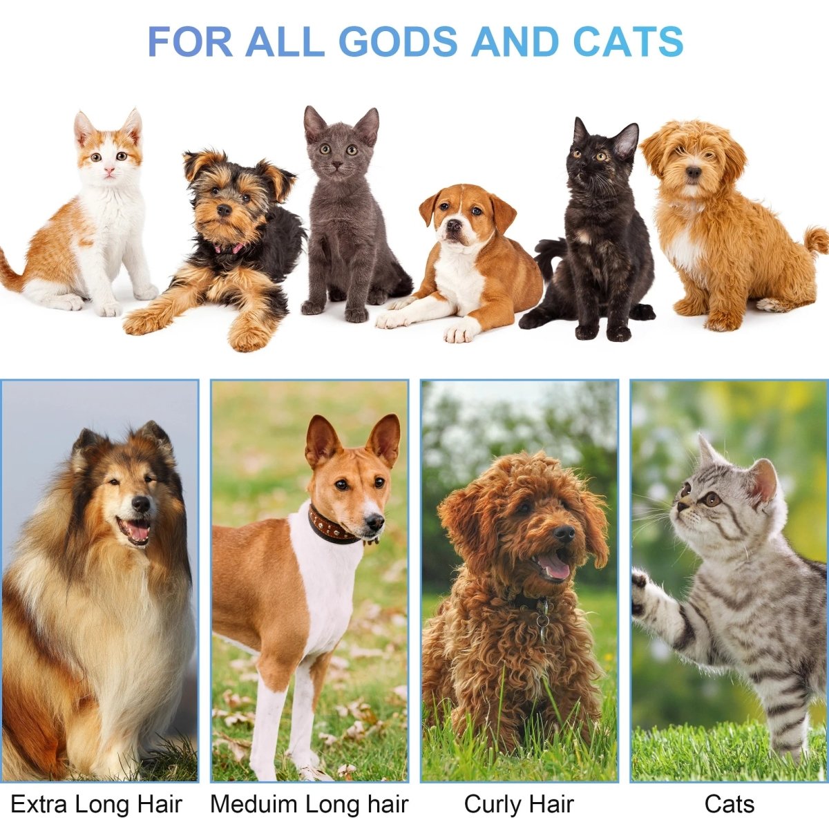 Spoil your pet with products they'll love