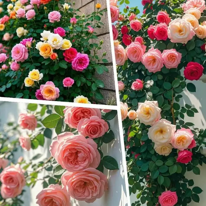 3600 Seeds of Rose Carnation Cosmos Lavender Sunflower Bonus Climbing Rose Gift Her a Garden of Lovevalentine'S Day & Mother'S Day Loveseed